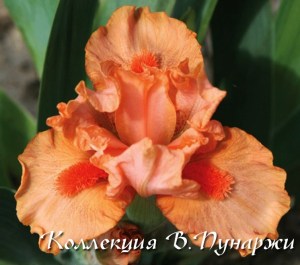 hot orange87